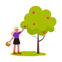 Girl picking apples from a tree in a sunny orchard during autumn season vector