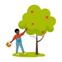 Picking apples from a tree with a basket in a sunny orchard during autumn afternoon vector