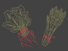 Illustration of organic farm fresh vegetables, asparagus and radish, turnip. Contour thin line in doodle style. green with red line, dark graphite background vector
