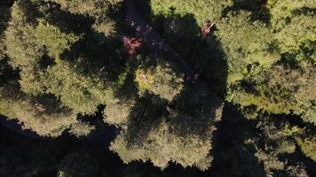 Car Traveling the Middle Forest video