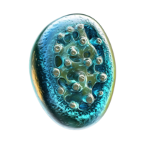 Abstract Aquatic Cell Structure Visualization Isolated on Transparent Background png