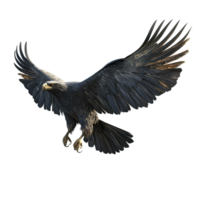 Majestic Eagle In Flight Wings Spread Wide Isolated on Transparent Background png