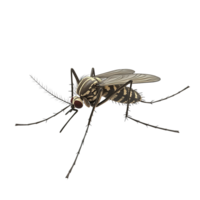 A detailed close up of a mosquito insect Isolated on Transparent Background png