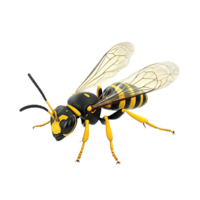 A detailed three dimensional render of a wasp Isolated on Transparent Background png