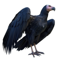 A Detailed Render of a Black Vulture in Profile Isolated on Transparent Background png