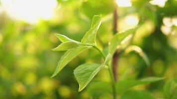 Hello spring. Fresh green branch with new leaves on blurred greenery spring summer background in garden park. Tree with sunset lights. Sun rays break through foliage of green tree video