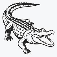 Drawing of Alligator on white background vector