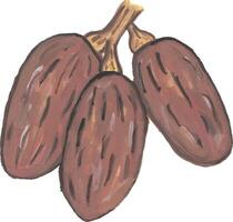 a drawing of three ripe dates fruits vector