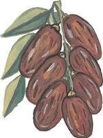 a drawing of a bunch of dates fruit ramadan vector