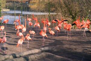 A flock of Flamingo in the Copenhagen zoo Kobenhavn 2025 photo