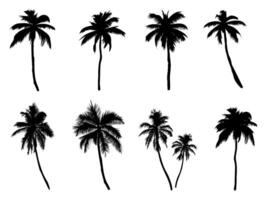 Collection of silhouettes of palm trees. and drawn isolated illustrations. vector