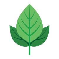 Green Leaf Illustration on White Background vector