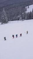 Flying over a group of tourists with backpacks in the winter mountains. Winter climbing in the Carpathian Mountains. Snowy tree branch in a view of the winter forest. Aerial footage, vertical video