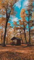 A small cabin in the middle of an autumn forest photo