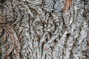 The bark of a tree is covered with a lot of different types of wood photo