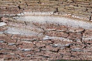 A close up of a tree with a white spot on it photo