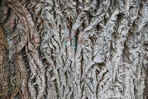 A close up of a tree with a green and red paint on it photo