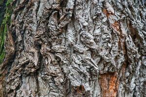 A close up of the bark of a tree photo