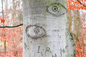 A tree with a face carved into it photo