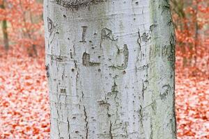 A close up of a tree trunk with red leaves photo