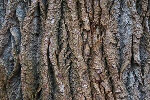 A close up of the bark of a tree photo