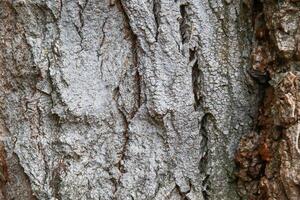 A close up of a tree with a bird on it photo