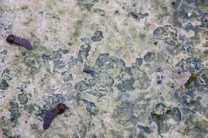 A close up of a rock with some leaves on it photo