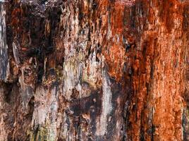 A close up of a tree trunk with red paint photo