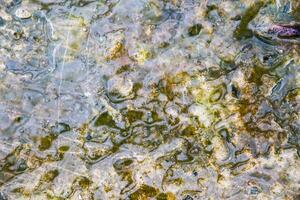 Water surface with algae and rocks photo