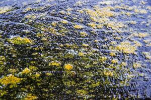 A close up of a rock with yellow and black lichen photo