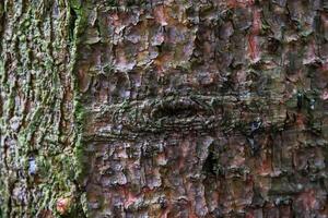 A close up of a tree with a hole in it photo