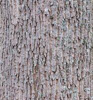 A close up of a tree trunk with a lot of bark photo