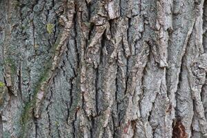 A close up of a tree with bark photo