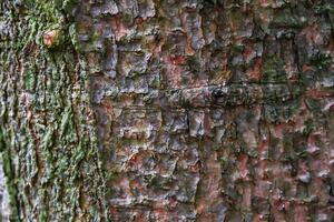 A close up of the bark of a tree photo