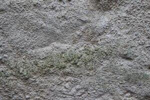 A close up of a wall with some green moss photo