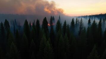 dense forest engulfed in smoke from massive wildfire at sunset photo