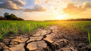 Dry cracked soil in field with green grass and sunset sky photo