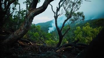 devastated rainforest with fallen trees and smoke in background photo