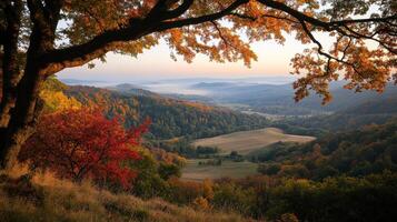 A tree with red leaves photo