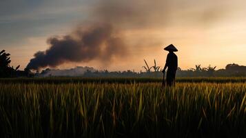 farmer stands in rice field at sunset, surrounded by lush greenery and smoke photo