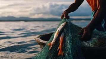 Fisherman pulling up net filled with fresh fish at sunset photo
