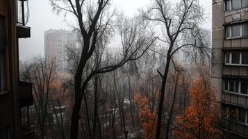 foggy urban landscape with bare trees and autumn leaves photo