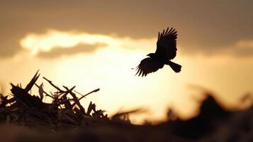 lone bird flying over destroyed landscape at sunset, symbolizing resilience photo