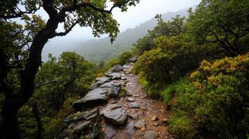 A path in the mountains with rocks and trees photo
