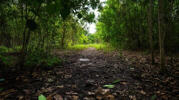 serene forest path surrounded by lush greenery and fallen leaves photo