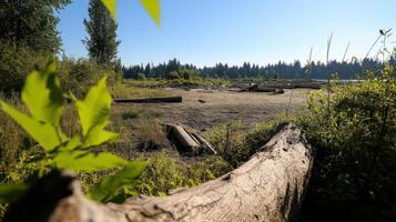once thriving ecosystem reduced to dirt and scattered logs, showcasing nature resilience photo