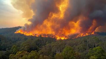 forest engulfed in flames, dense smoke billowing above photo