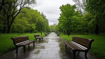 A walkway lined with benches and trees photo