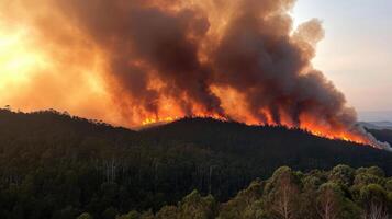 forest engulfed in flames with dense smoke rising photo