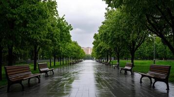 A wet walkway lined with benches and trees photo